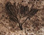 Seaweeds May Be Earth's First Plants