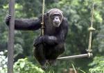 Solar Power Keeps Animals Comfy