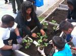 From Vacant Lots to Urban Gardens