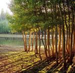 How Nature Affects the Brain