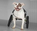 Dogs with Custom Wheelchairs Inspire Rehab Patients