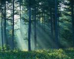 Of Forests and Men