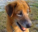 A 15-yr-old Dog's Gift