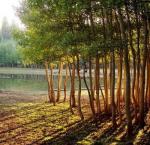 Do Trees Talk to Each Other?