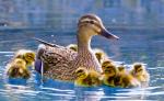 Two Ducks & Their 7-Year-Old Hero