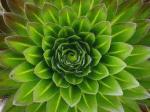 What a Plant Knows