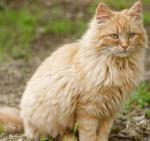 Freed: Cat with Head Trapped in Jar for 6 Days