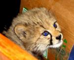 For Love of Sheeba the Cheetah