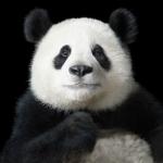 More Than Human: Striking Animal Portraits