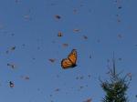 Airlines Offers Free Ride to Tardy Butterfly