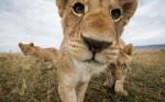 The Kindness of Beasts