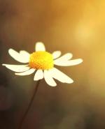 Stay a Lover of Little Things