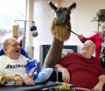 Elders & Llamas: a Love Story