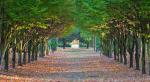 Trees: the Alternative Cathedral