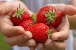 Seattle's One of a Kind Food Forest