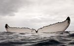 Tapped on the Shoulder...By a Whale