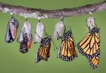 The Pain & Beauty of Change