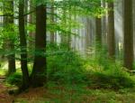 Fritjof Capra on Nature & Community