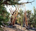 The Oldest Living Things in the World
