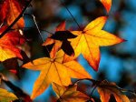 How We Die: the Art of Living & Dying Meaningfully