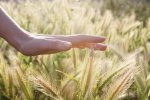 The Secret Life of the Senses
