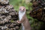 Annie Dillard: Living Like Weasels