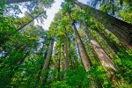 The Man Who Died and Came Back to Plant Trees