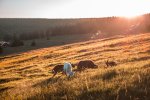 The Gypsy Goat Herder