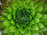 The Intelligence of Plants