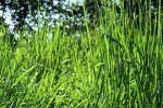The Teachings of Grass