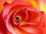 The Soul of the Rose
