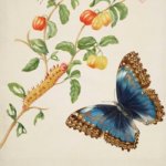 Her Art Informed Science: Maria Sibylla Merian