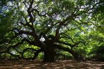 Nature and the Serious Work of Joy