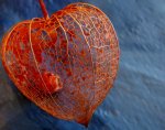 A Seed of Freedom