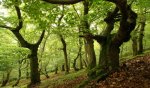 How Trees Secretly Talk to Each Other