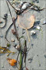 Love Letters From Seaweed