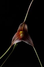 The Forest of Orchids