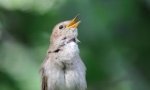 The Nightingale's Song