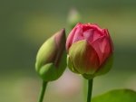 Letters to a Young Poet: Communing with Rilke's Prophetic Musing