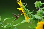 Practicing the Art of Wonder: Lessons From the Hummingbird