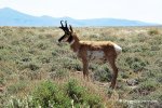 Rewilding a Mountain