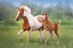 Doffing Our Inner Masks: Lessons From Horses