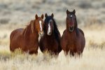 For Love of Wild Horses
