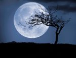 Moon Tree