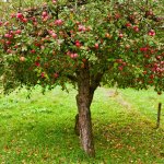 How an Apple Tree Transformed My Life
