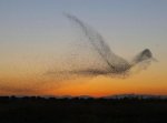 Starling Murmurations: the Science Behind Nature's Great Display