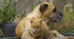 Tenderness