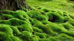 Ancient Green: Moss, Climate and Deep Time