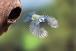 What Happens in Mindfulness