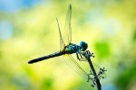 The Dragonfly Incident